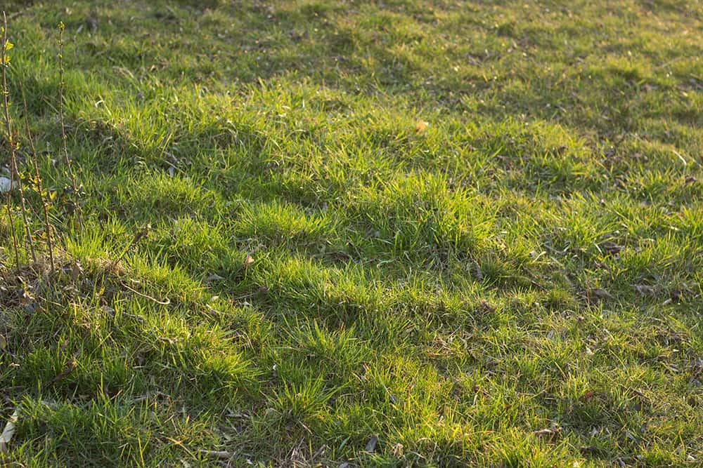 grass